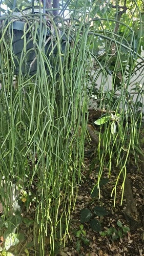 Rhipsalis Cassutha Cuttings - 5 Pack - Easy to Root Epiphytic Cactus - Tropical Plant - Rhipsalis cassutha