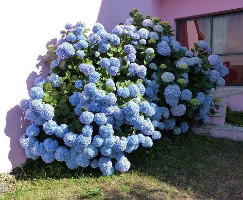 Blue Hydrangea Shrubs 2-Pack, Reblooming Hydrangea macrophylla, Large Blooms, Easy to Grow, Hardy Zones 4-9