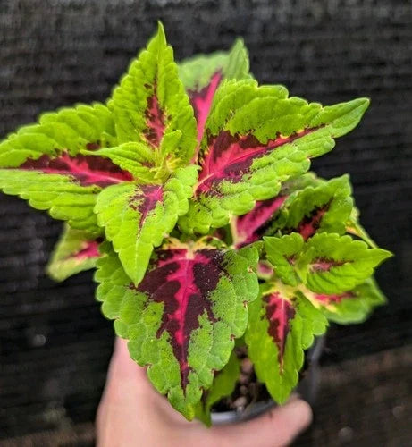 Coleus Live Plant 4" Pot - 'Heartbreaker' with Hot Pink, Burgundy & Lime Green Foliage - Solenostemon scutellarioides
