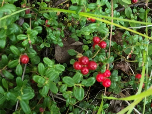 Lingonberry Rhizomes - 4 Bare Root Live Plants - Vaccinium vitis-idaea - Hardy Edible Fruit for Acidic Soil, Zone 3-9