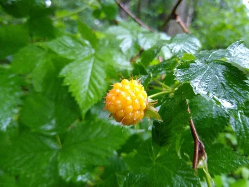 Salmonberry Root Cuttings - 5 Organic Rhizomes - Rubus spectabilis - Live Plants for USDA Zones 4-9 - Fast Growth