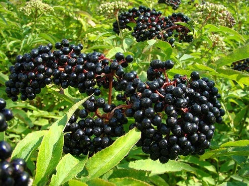 Dormant American Elderberry Starter Plant - Live Rooted - Sambucus canadensis - Edible Berries for Jams & Wines - Zones 4-9