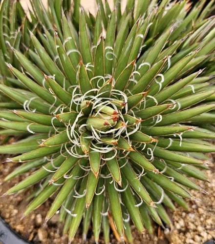 Agave Parviflora Pups, 4-6" Bare Root Plant, Cold Hardy Drought Tolerant Agave, USA Native, Agave parviflora