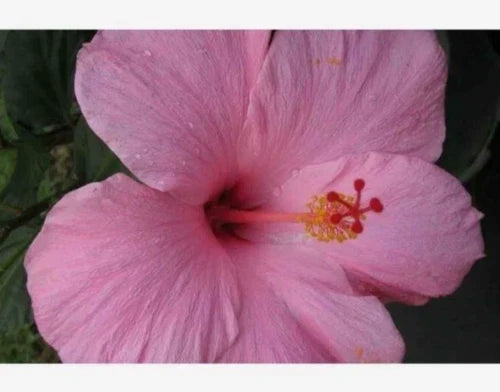 Seminole Pink Hibiscus Starter Plant 5" - Tropical Hibiscus rosa-sinensis - Exotic Pink Blooms for Indoor/Outdoor Use