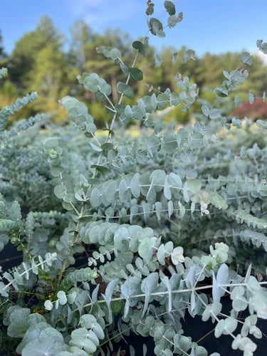 Eucalyptus Plug - Silver Dollar Tree Seedling - Eucalyptus cinerea - Aromatic Foliage for Gardens and Landscaping