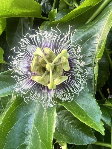Purple Possum Passion Fruit Starter Plant - Live Rooted Plant - Edible Fruit - Passiflora edulis var. purple - Garden Vine