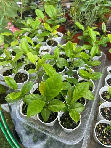 Lemon Tree Seedling 2-3" Live Plant Fully Rooted Citrus limon Indoor Outdoor Gardening