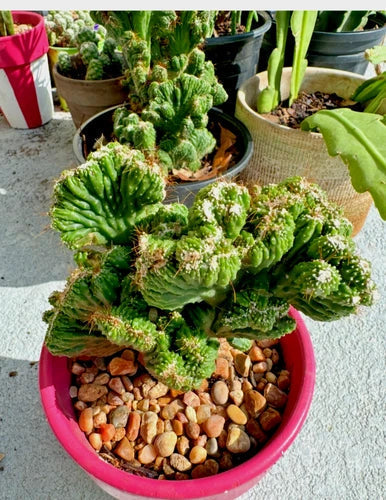 Cereus Peruvianus Repandus Monstrose Cactus Rooted Plant - Unique Twisted Growth - Indoor/Outdoor Decor