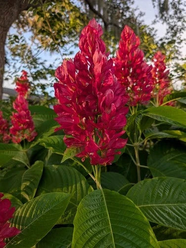 Brazilian Red Cloak Cuttings 6 Pack - Megaskepasma erythrochlamys - Easy to Root Tropical Plant for Garden or Patio