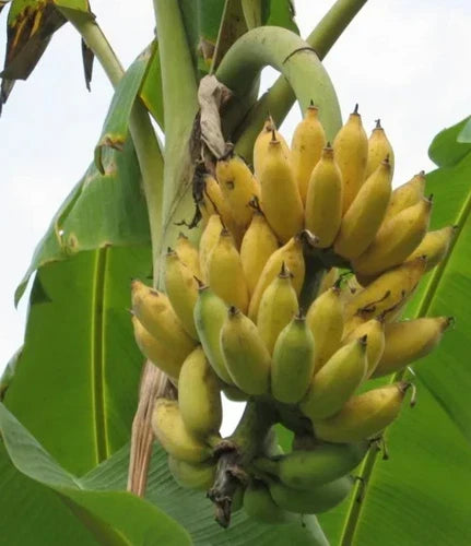 Dwarf Banana Tree 4-6in Namwah Plant Healthy Well-Rooted Musa acuminata "Namwah" Compact Indoor Outdoor Gardening