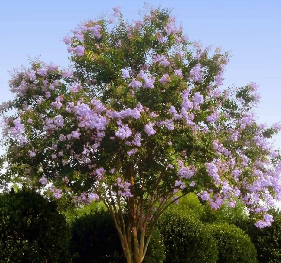 Purple Crepe Myrtle Cuttings 8pcs | Lilac-Purple Blooms | Lagerstroemia indica | Easy Rooting Flowering Shrub Starter