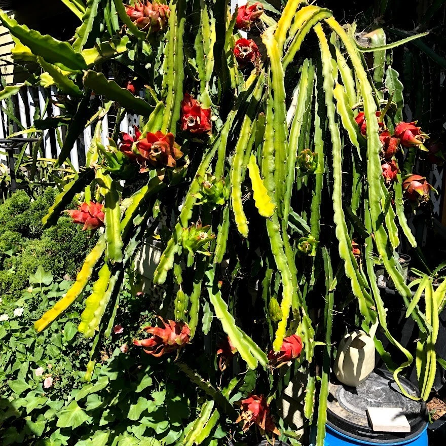 Red Dragon Fruit Cuttings - 5 Live Pitaya Cuttings, 1 Rooted - Tropical Cactus for Planting, Hylocereus/Selenicereus