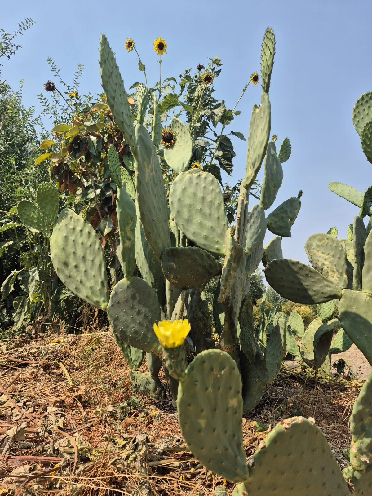 Prickly Pear Cactus Pads - 6–10" Live Opuntia ficus-indica Cuttings, Indian Fig for Planting & Propagation