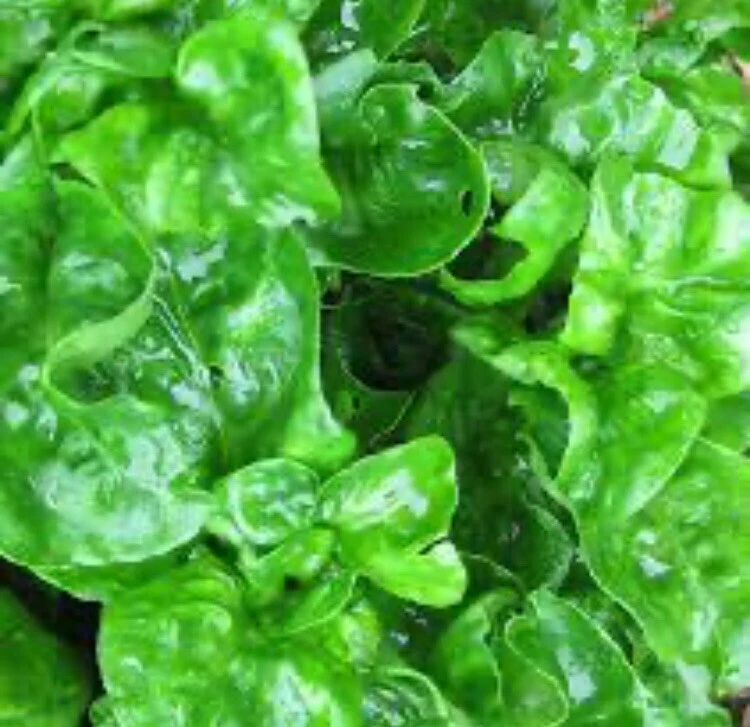Brazilian Spinach Cuttings - 8 Live Alternanthera Sissoo Cuttings, 4-5 Inch Unrooted for Planting and Propagation