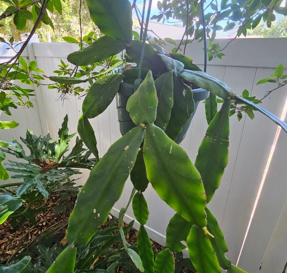 Rhipsalis cf. elliptica Cuttings for Planting – Orchid Cactus, 3 Leaf Segments with Yellow Flowers