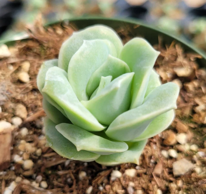Graptoveria 'Lovely Rose' Succulent Plant - 2 Inch Potted Rosette for Home Garden Decor, Low Water Care, Pink Tones
