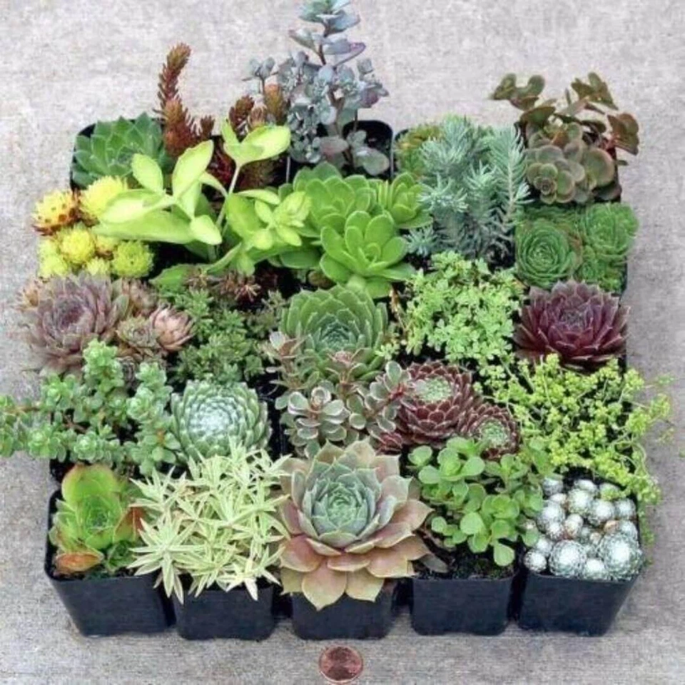 20 Succulent Cuttings – Mixed Varieties, Fresh Unrooted for DIY Planters, Echeveria, Sedum, Crassula, Graptoveria
