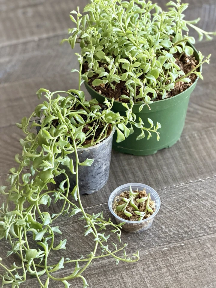 Live String of Dolphins Succulent Cuttings in Propagation Cup - Senecio peregrinus - Unique Dolphin-Shaped Foliage for Planting