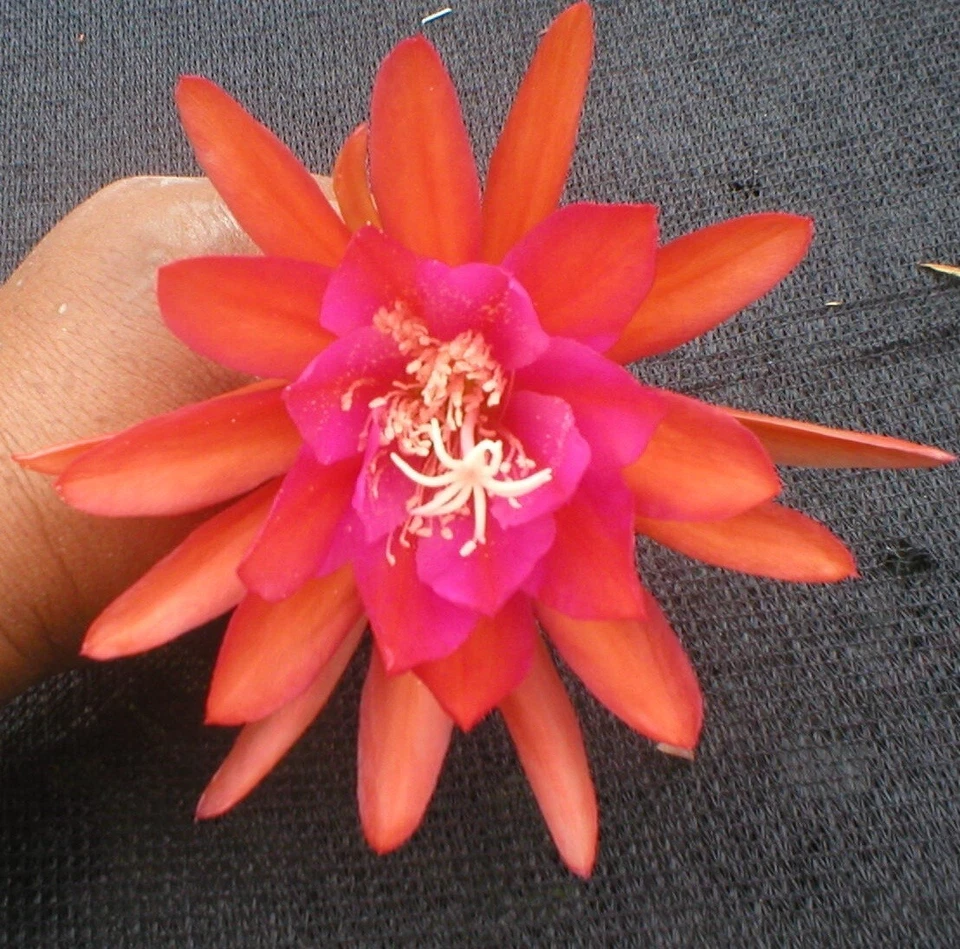 Live Epiphyllum ‘Germania’ Cutting | Don’s Hybrid Orchid Cactus | Unrooted Cutting for Stunning Blooms | Epiphyllum Hybrid