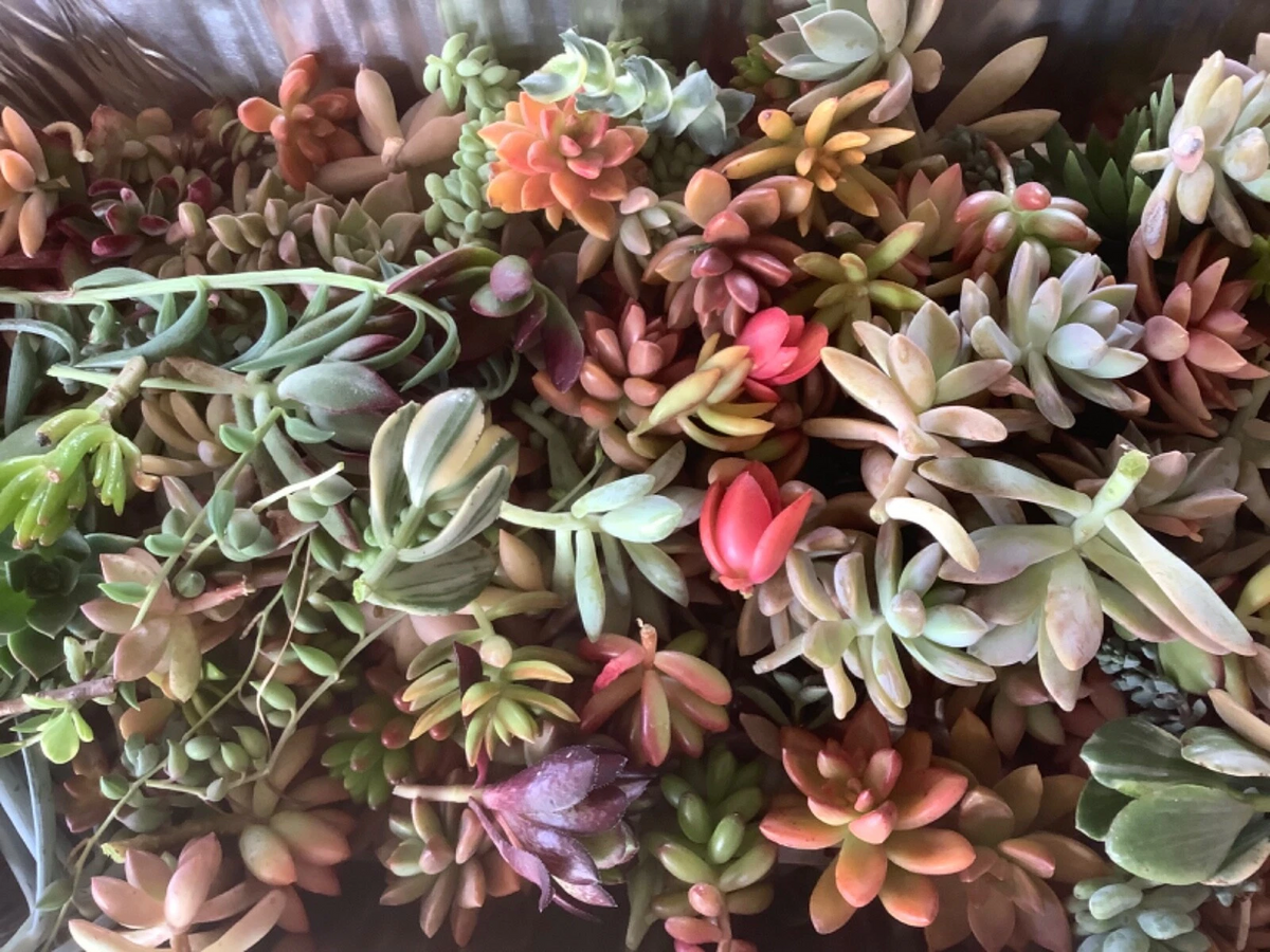 Colorful Succulent Cuttings – 10 Unrooted Varieties for DIY Arrangements – Echeveria, Sedum, Crassula, Graptoveria, Mixed Colors