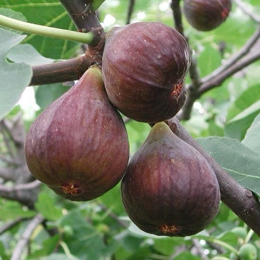 Fig Tree Cutting – 10" Live Ficus carica Cutting, Ready to Plant, Easy Rooting Fruit Tree Starter for Home Gardens & Orchards