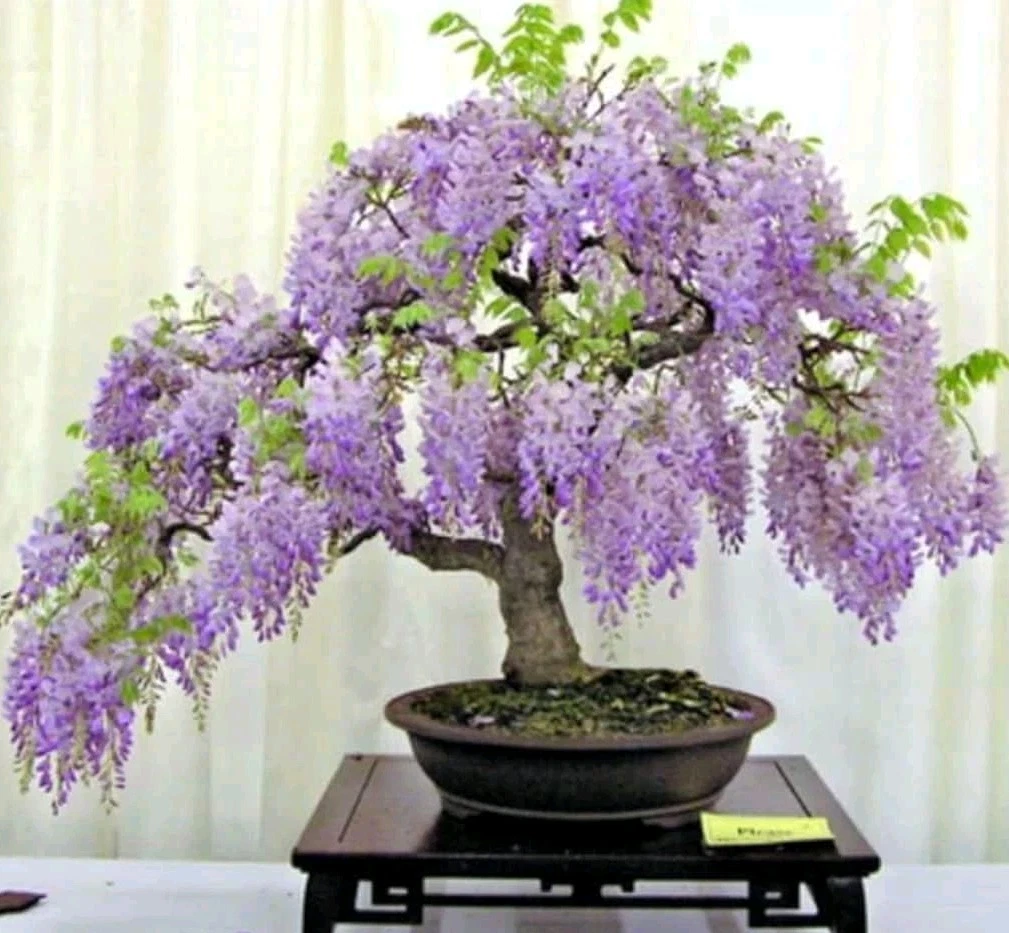 Wisteria Cuttings - 10 Unrooted 6-8 Inch Blue Moon - Hardy Flowering Vine - Wisteria macrostachya