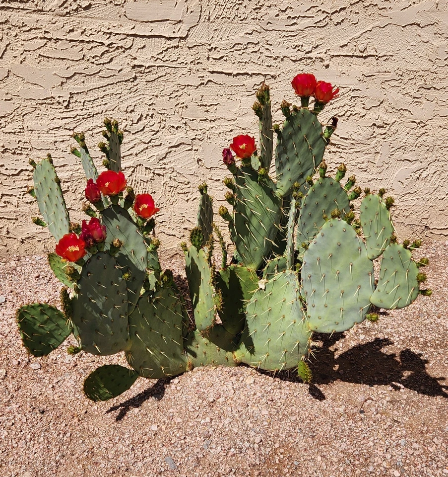 Live Cactus Pad Cutting (1) - Opuntia ‘Fruit Punch’ Hybrid Prickly Pear - Colorful Succulent for Desert Gardens and Xeriscaping