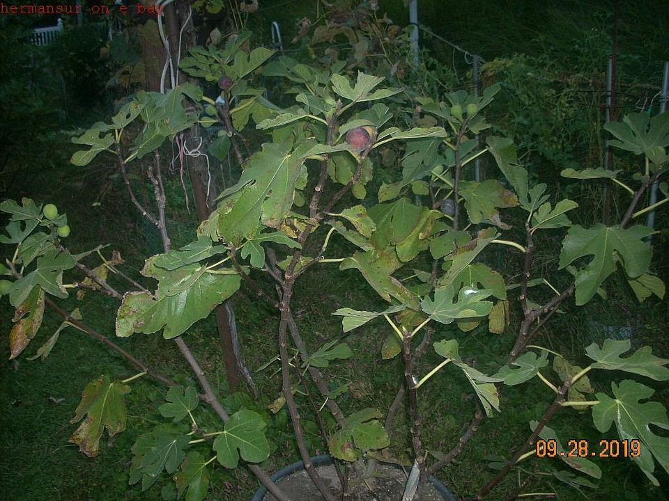 Fig Tree Cuttings - 6 Live Unrooted Cuttings, Col de Dame Noire Variety, Ficus Carica, Ideal for Propagation and Planting