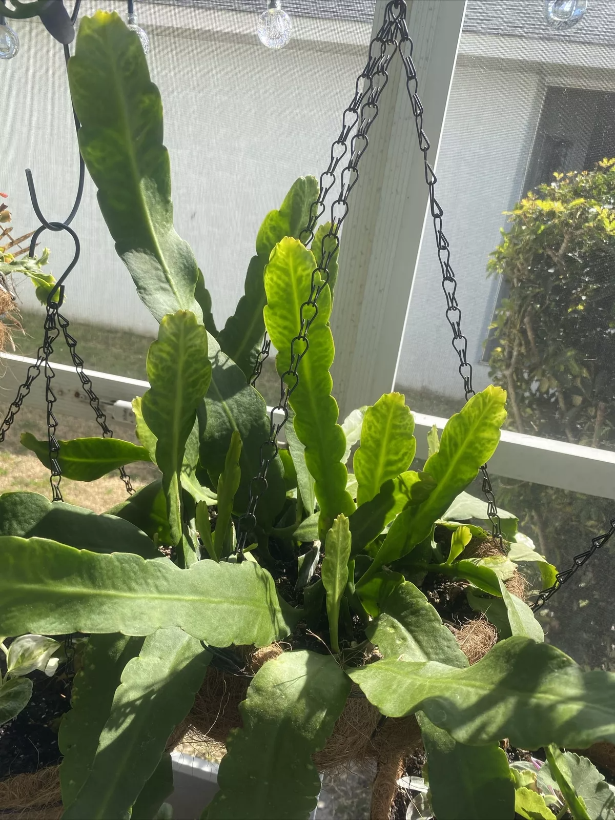 Rooted Epiphyllum Orchid Cactus Cuttings 10”+ | Live Epiphyllum Plant Starts | Bloom Color Unknown | Epiphyllum spp.
