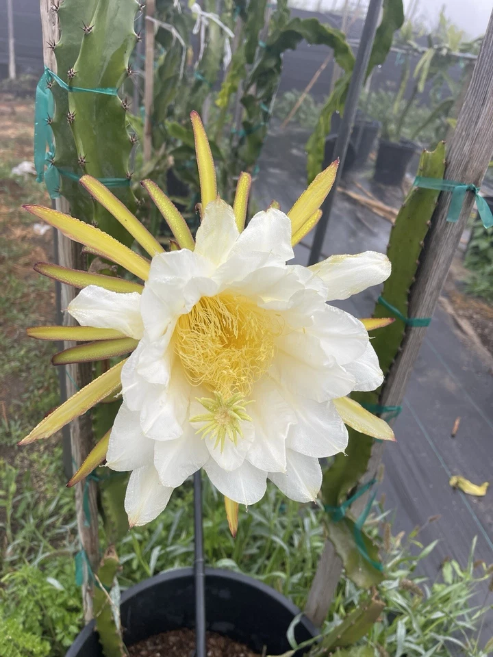 Dragon Fruit Cuttings - Unrooted Orejona Variety - Selenicereus spp. - Tropical Climbing Cactus for Planting and Propagation