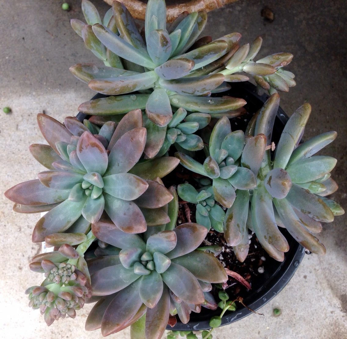 Pachyveria Blue Pearl – 3 Unrooted Succulent Cuttings, Blue-Green Rosettes, Echeveria × Pachyphytum Hybrid