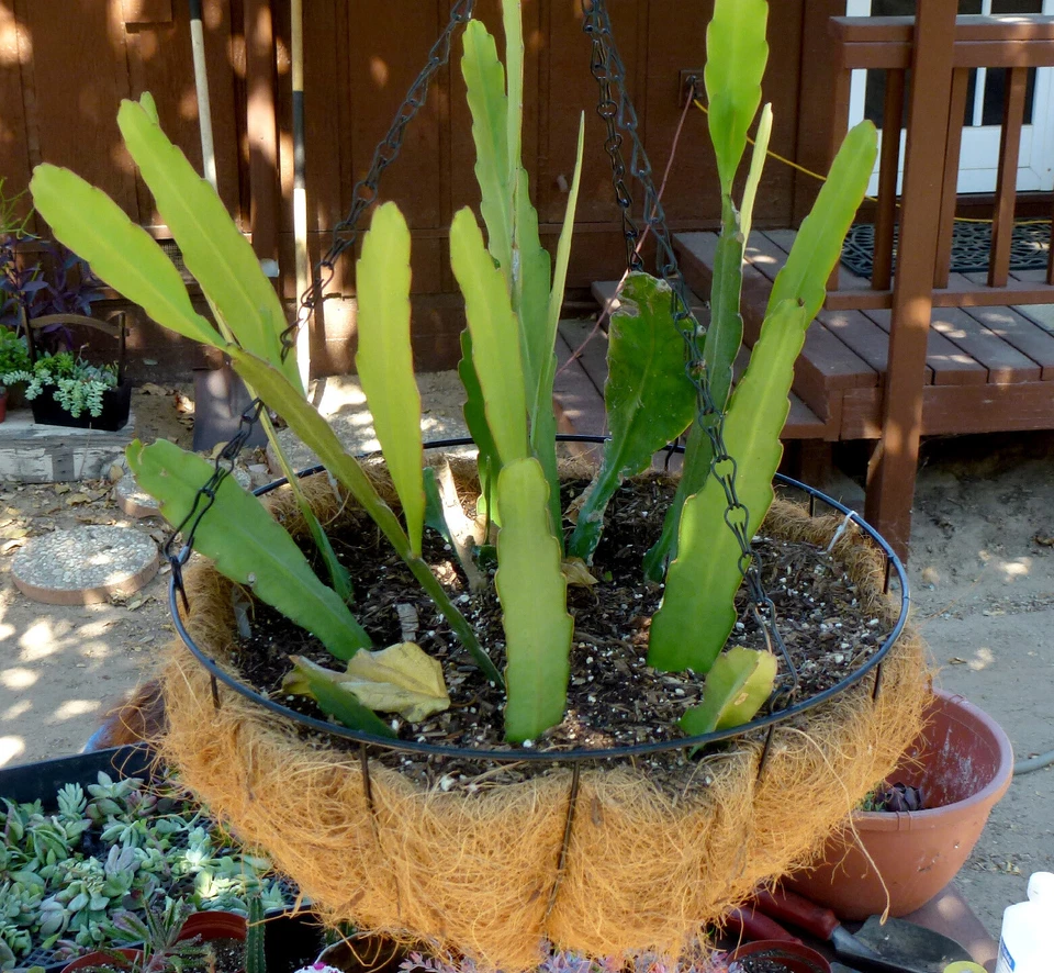 Orchid Cactus Cuttings - 2 Live Rootless Cuttings, Fragrant Night Blooming - Epiphyllum hookeri - Indoor Plant Propagation