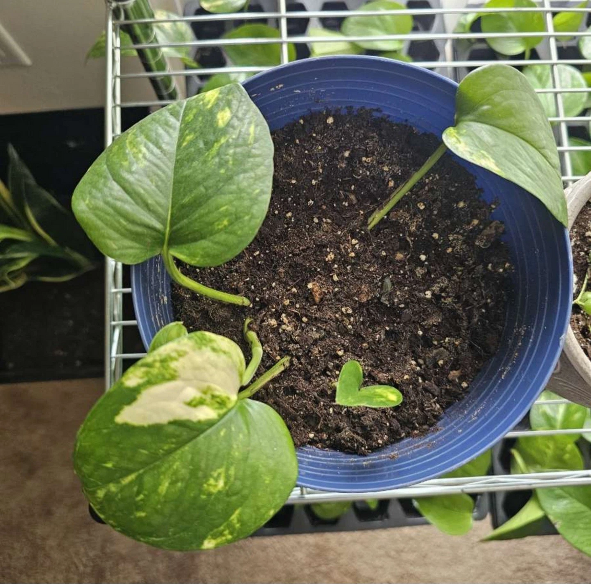 Golden Pothos Cuttings - 3 Unrooted Clippings - Easy Indoor Houseplant - Epipremnum aureum - Green and Gold Variegation