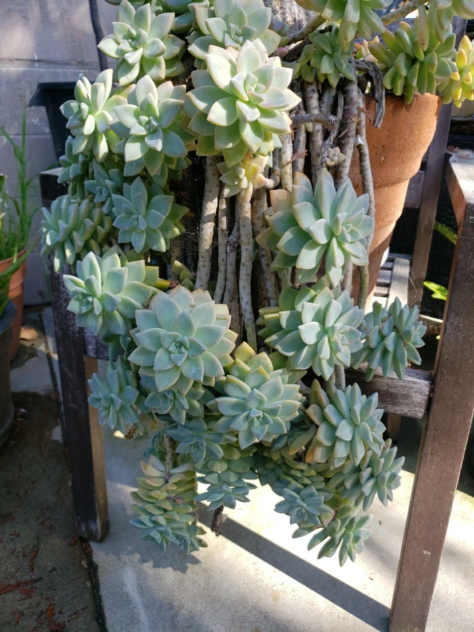 Rooted Hanging Succulent Plants - 3 Live Trailing Cuttings - Perfect for Pots or Planters - Succulent Species