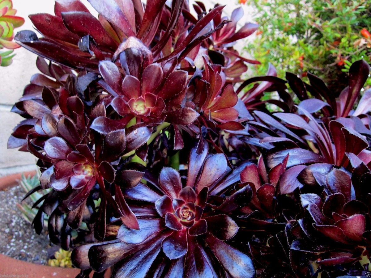 Black Rose Aeonium Succulent Cuttings - 2 Unrooted Rosettes - Dark Purple Foliage - Aeonium arboreum 'Zwartkop'