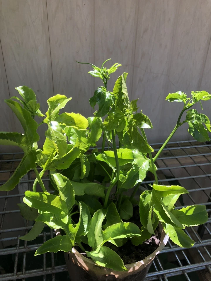 Passion Fruit Vine Cuttings - 5 Unrooted Passiflora edulis Stems for Planting, Tropical Climbing Plant for Garden Supports