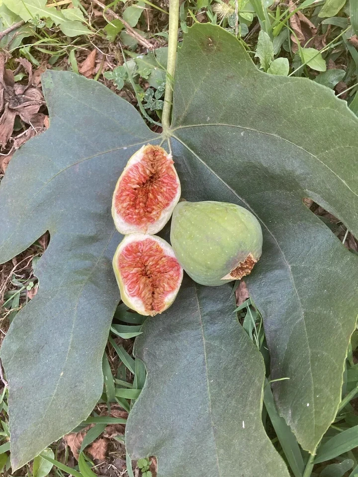Desert King Fig Cuttings - 9 Fresh Unrooted Branches - Organic White/Green Variety - Ficus carica for Home Orchards