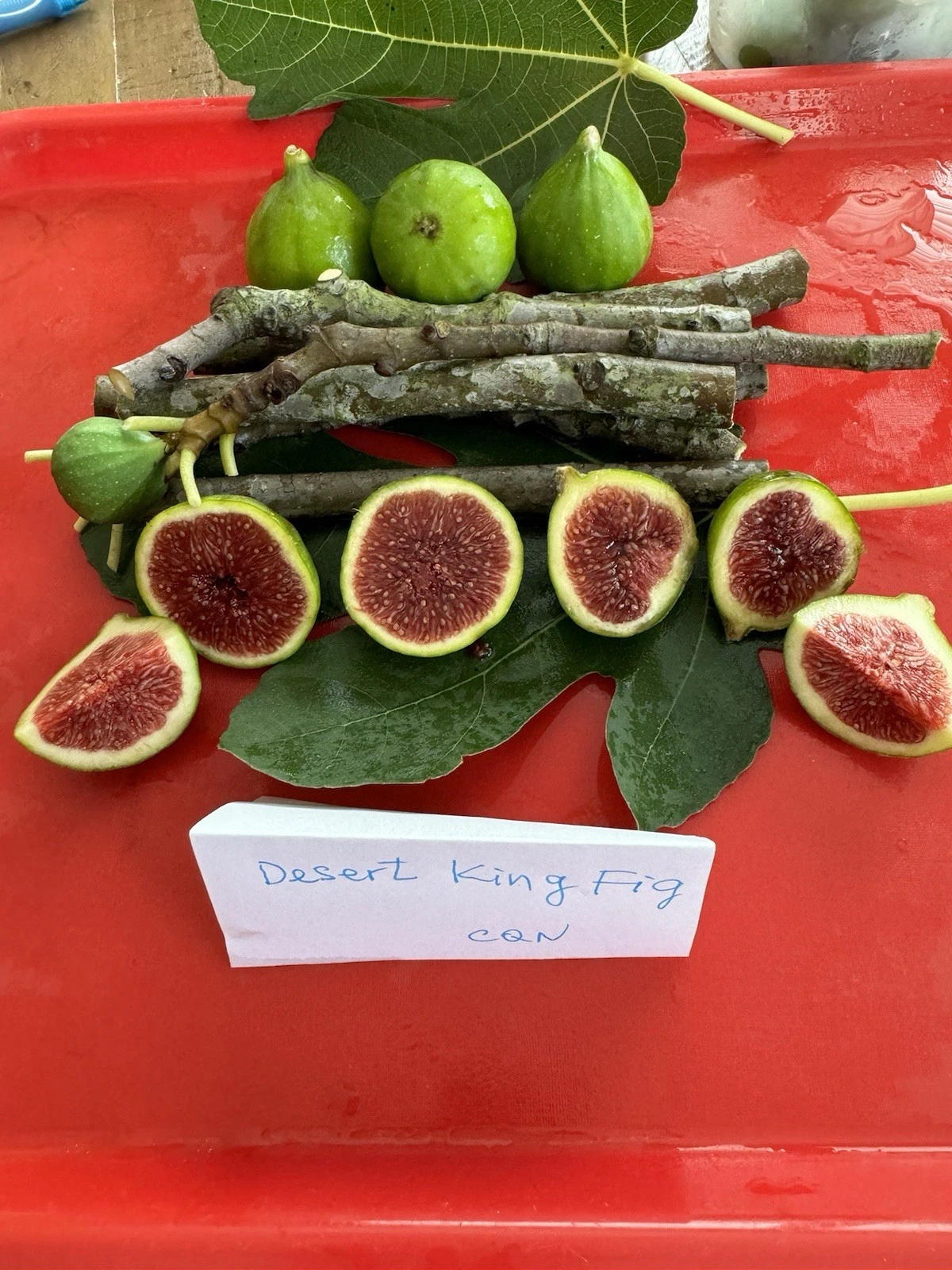Desert King Fig Cuttings 3pcs | Ficus carica | Fresh 8–10” Propagation Wood for Planting | Sweet Fruit Variety