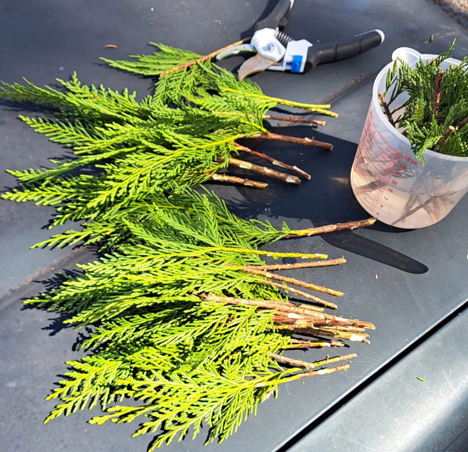 Leyland Cypress Cuttings – 20 Unrooted Fresh Cut Propagation Cuttings × Cuprocyparis leylandii for Landscape Use