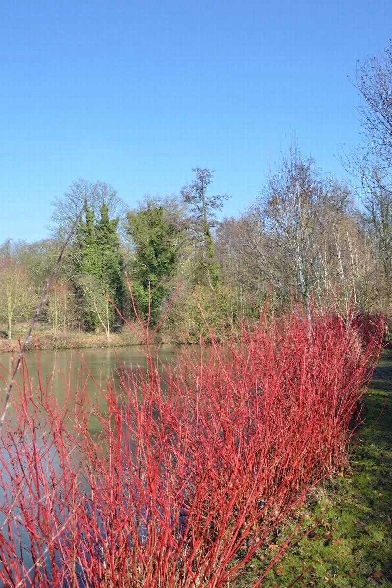 Red Twig Dogwood Cuttings - 50 Unrooted 10 Inch Cuttings - Cornus amomum - Fresh Cut to Order for Propagation