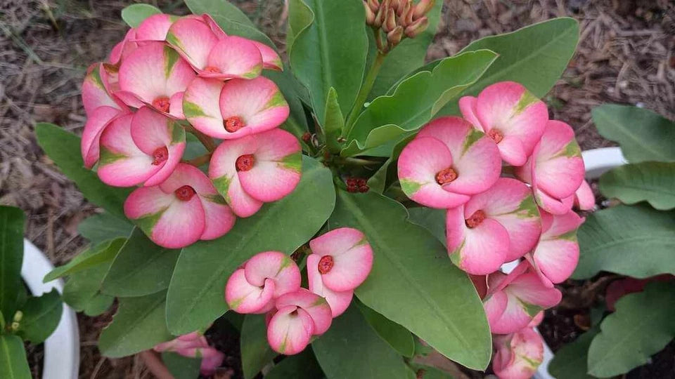 Rainbow Crown of Thorns Cutting - 1 Count - Euphorbia milii Variety, No Roots
