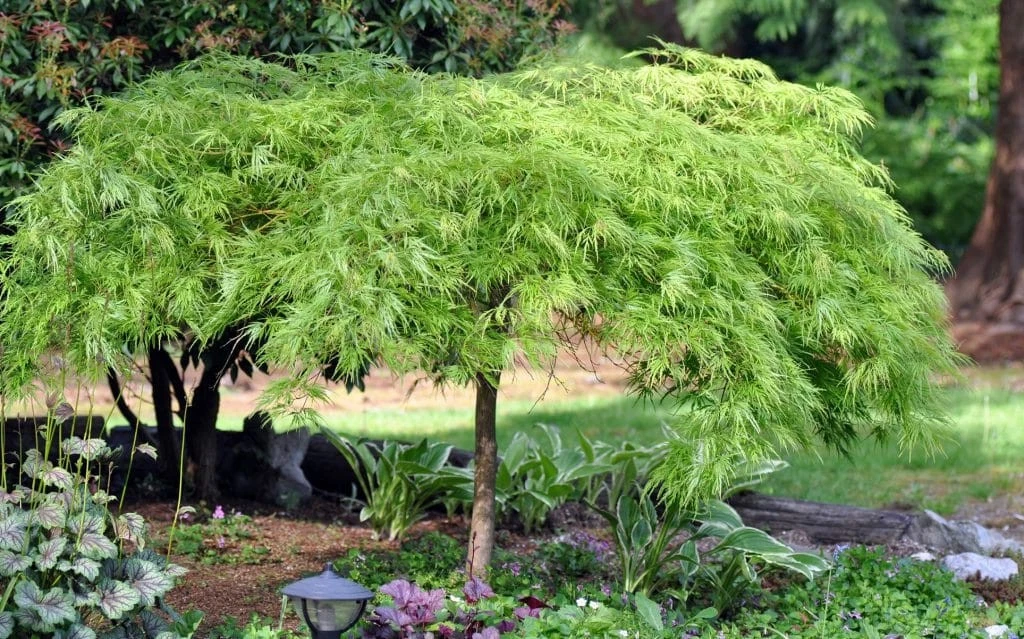 Green Japanese Maple Cuttings - 3 Unrooted Acer palmatum for Rooting or Grafting - Ornamental Tree Propagation