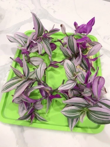 6 Tradescantia Nanouk Live Cuttings 4-6 Inch Pink Wandering Jew Plant Cuttings - Indoor Propagation, Variegated Foliage