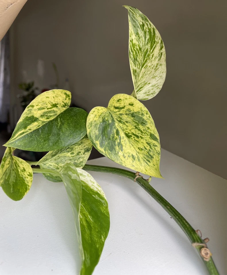 Marble Queen Pothos Cuttings 2-3 Pieces Devil’s Ivy Unrooted Indoor Houseplant Epipremnum aureum ‘Marble Queen’