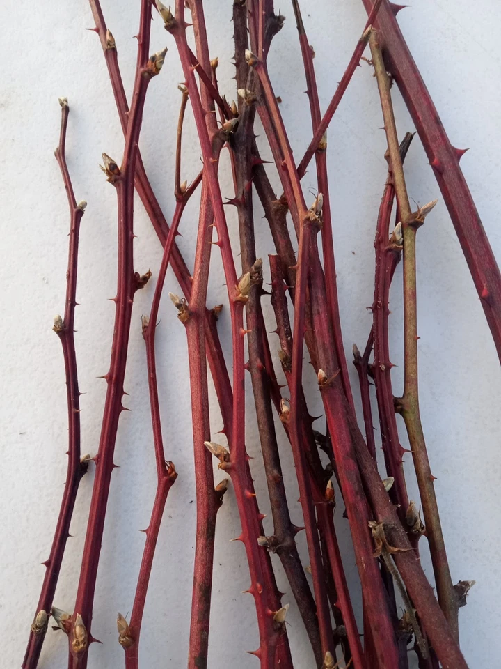 Blackberry Plant Cuttings – 15 Cold Hardy Bramble Canes for Propagation – Rubus spp. – Maine Grown