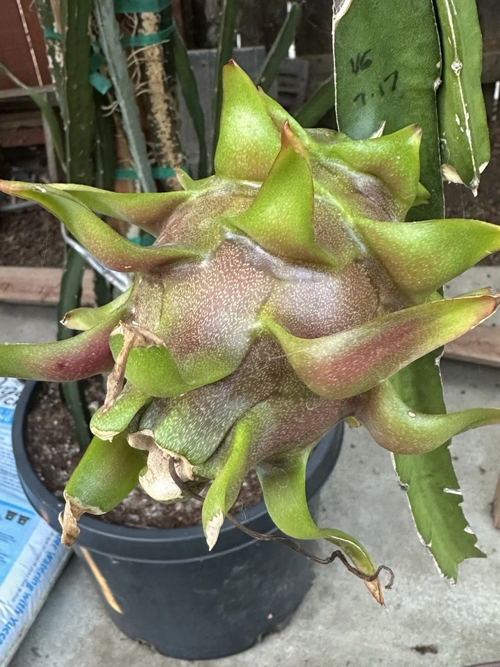 Dragon Fruit Cuttings 8-12 Inch "Delight" Hylocereus Stems for Rooting - Fruit Cactus Starter Plant