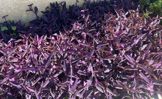 Purple Wandering Jew Live Plants - 15 Tradescantia pallida 'Purpurea' 4-8 Inch Purple Trailing Houseplant for Indoor/Outdoor Use
