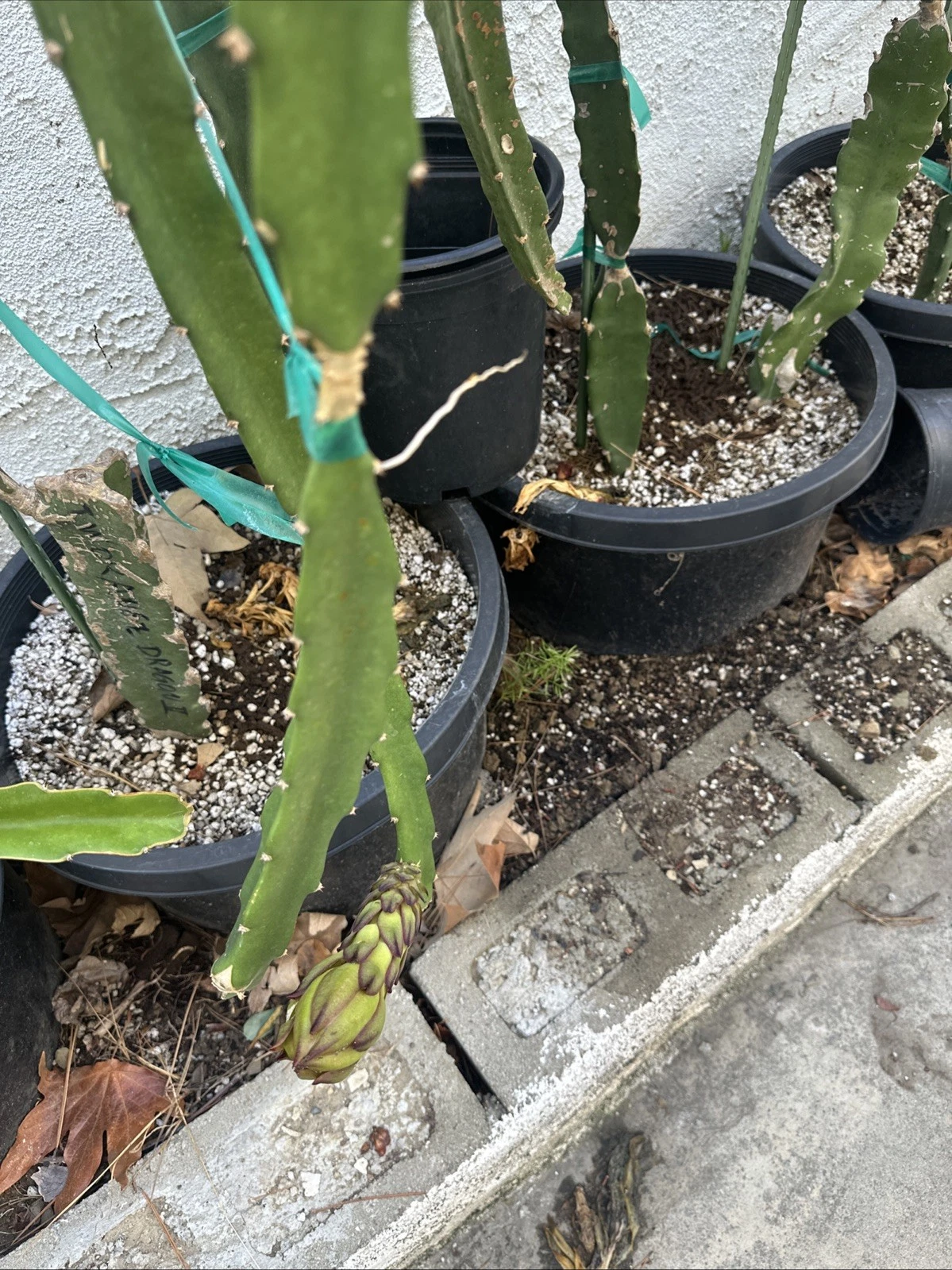 Taiwan Orange Dragon Fruit Cuttings - 2 Live Orange Pitaya Cuttings 10-15 Inches - Selenicereus spp. for Planting