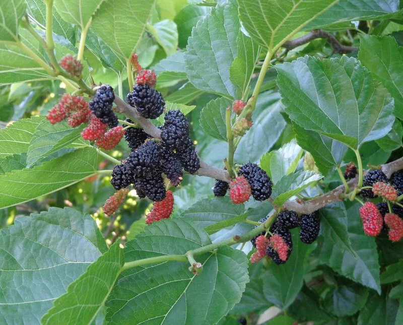 Contorted Mulberry Cuttings – 3 Hardwood Cuttings for Rooting or Grafting – Morus Variety, Twisted Branch Structure