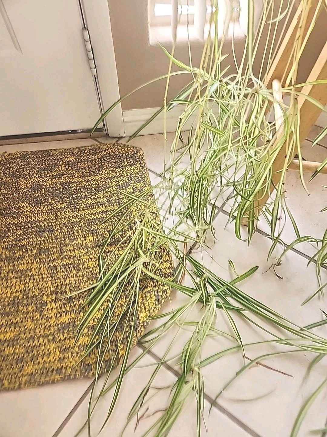 Live Spider Plant Cuttings - 3 Unpotted Pups - Chlorophytum comosum Houseplant Starters for Indoor Planting
